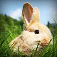 /album/uni%c3%a3o-doce-pastelaria/photolia-a03-jpg/